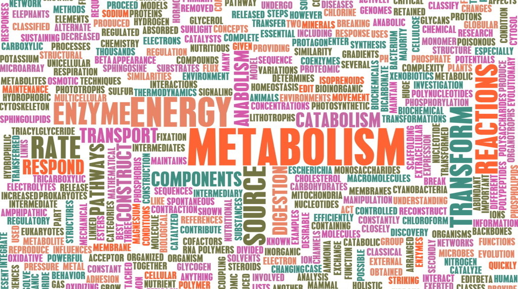 Metabolism myths explained